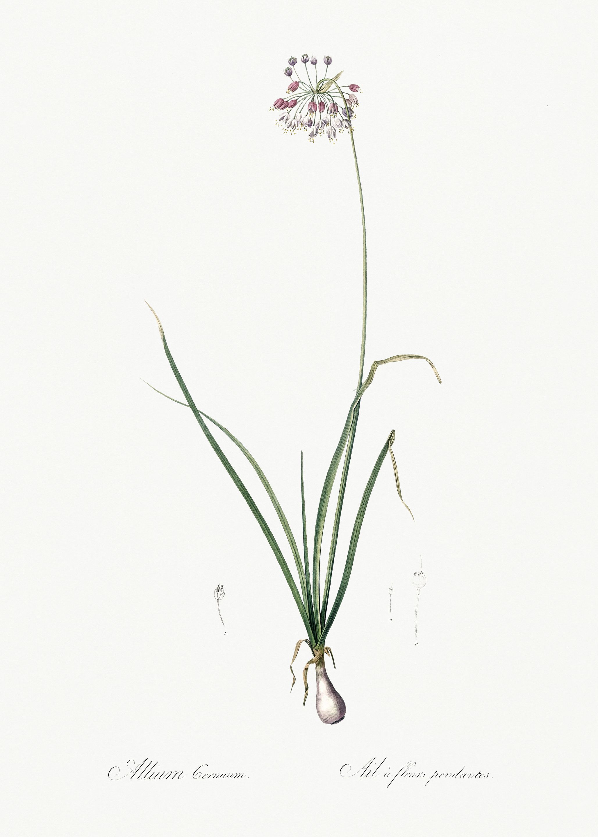 Les Liliacees 1805 HQ Orig