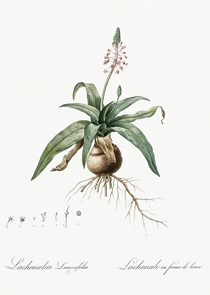 Les Liliacees 1805 HQ Orig