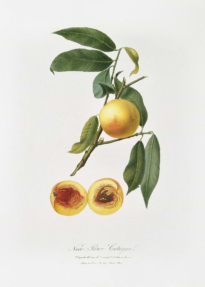 Peach Prunus Persica From