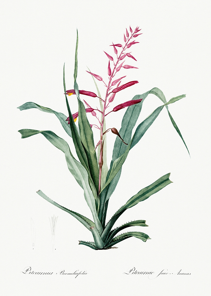 Les Liliacees 1805 HQ Orig