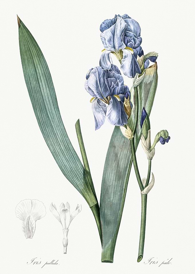 Les Liliacees 1805 HQ Orig