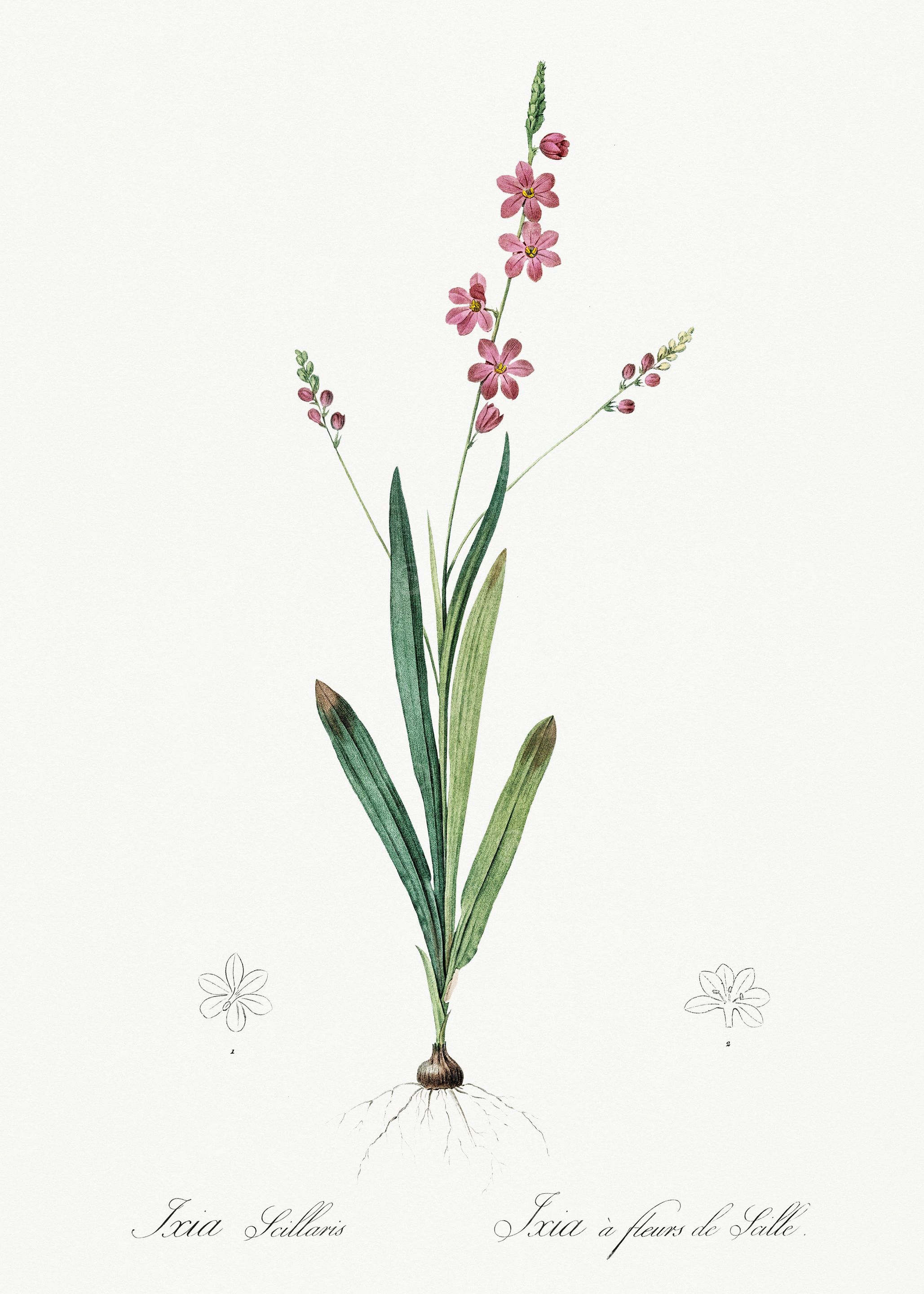 Les Liliacees 1805 HQ Orig