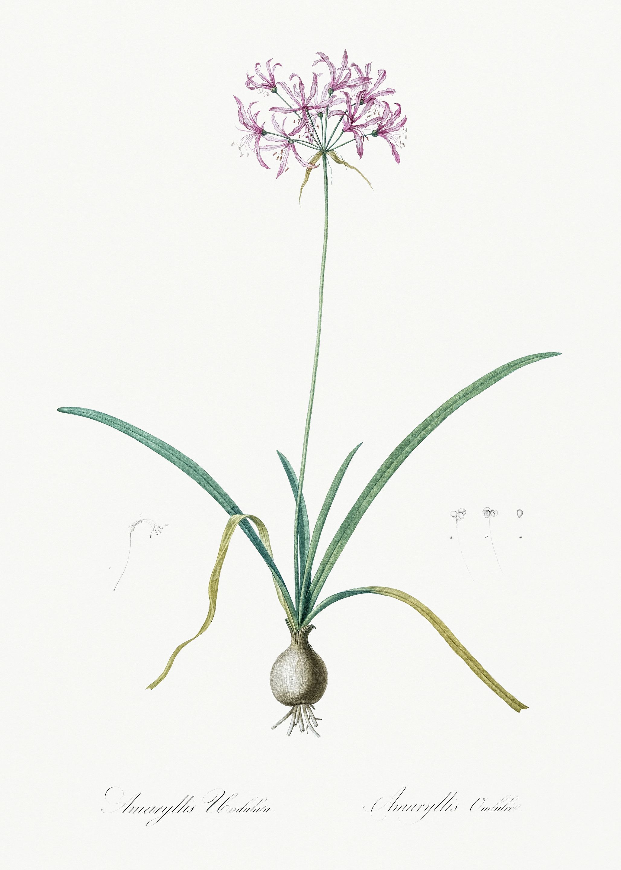 Les Liliacees 1805 HQ Orig