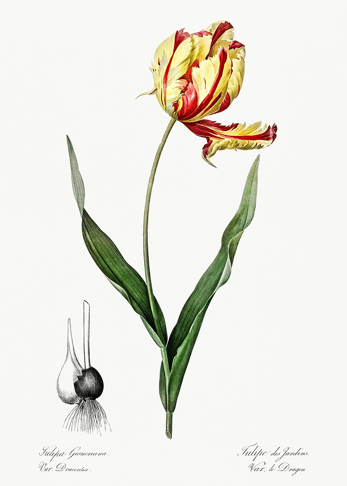 Les Liliacees 1805 HQ Orig