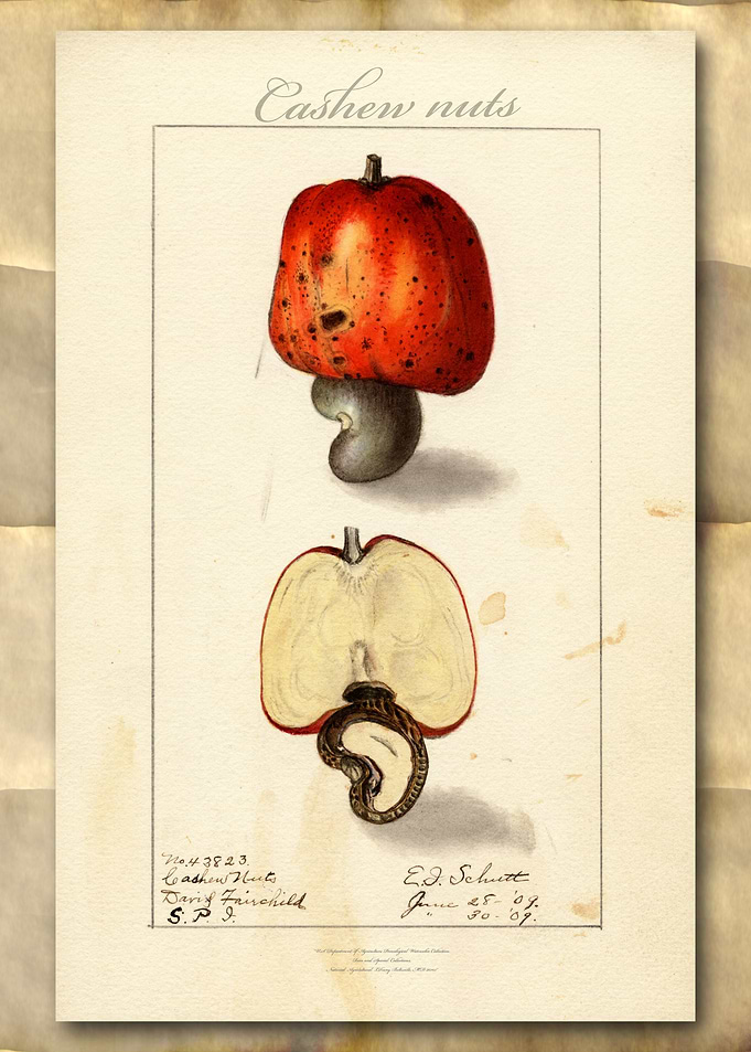 Cashew nust watercolor
