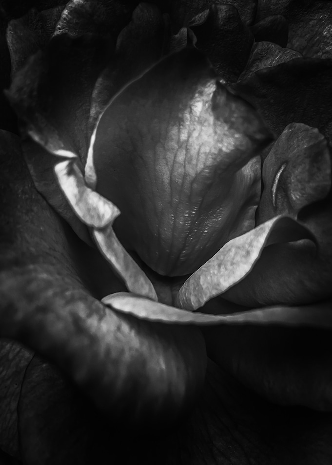 closeup rose background