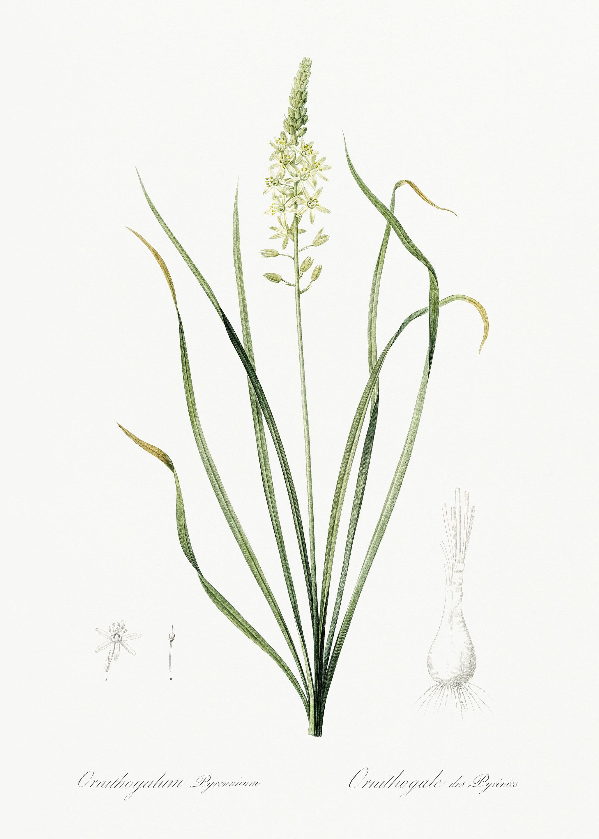 Les Liliacees 1805 HQ Orig