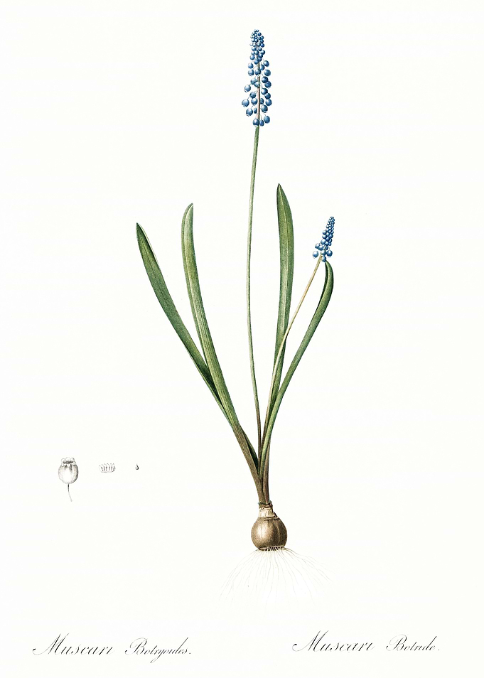 Les Liliacees 1805 HQ Orig