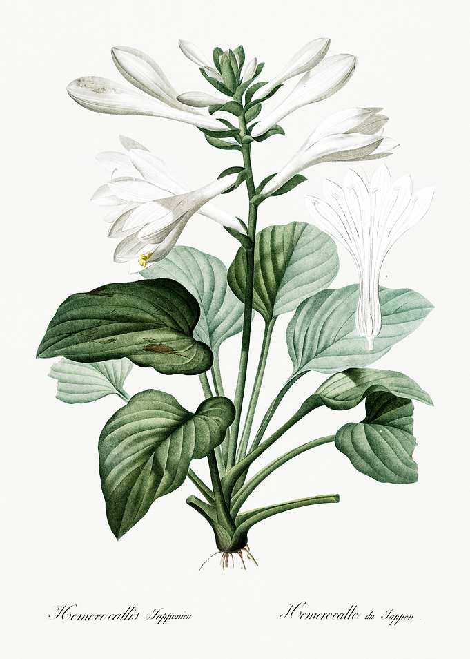 Les Liliacees 1805 HQ Orig