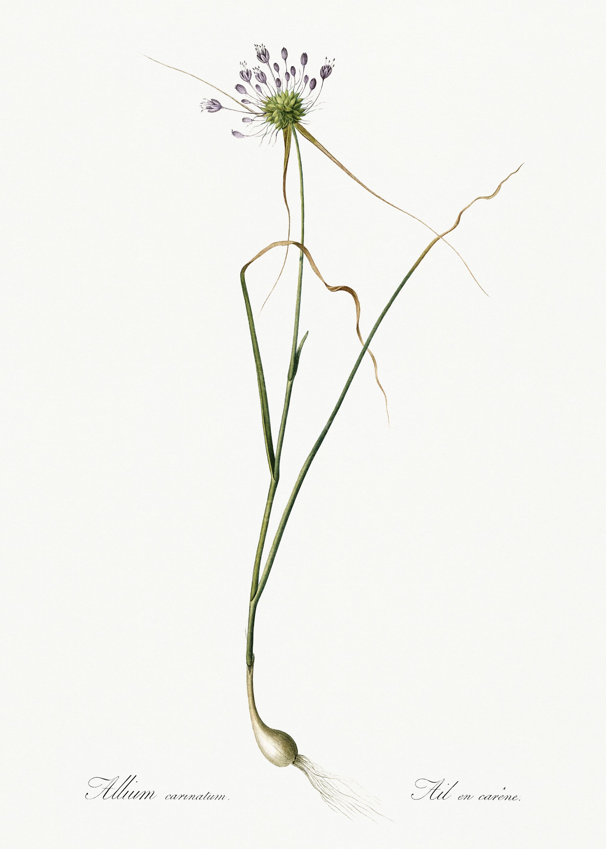 Les Liliacees 1805 HQ Orig