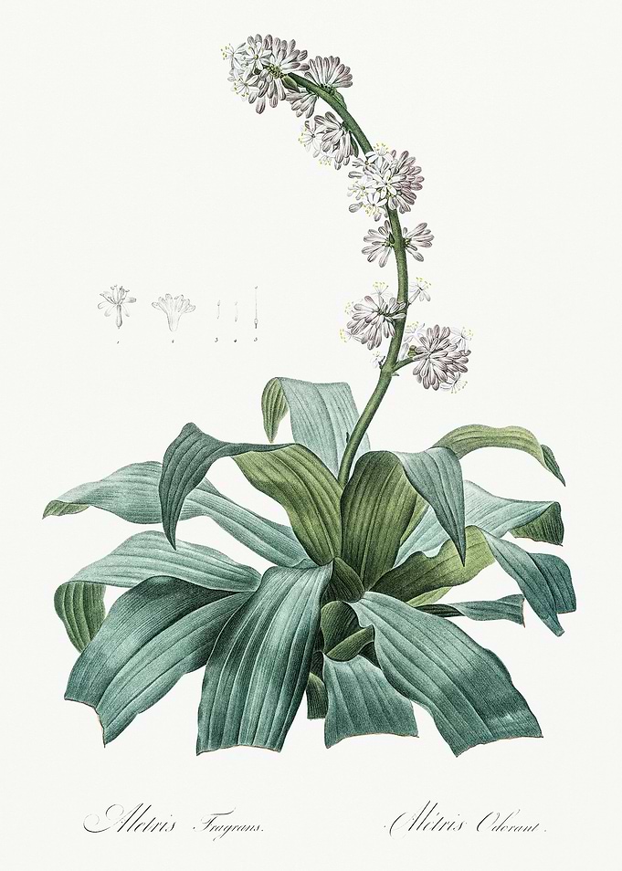 Les Liliacees 1805 HQ Orig