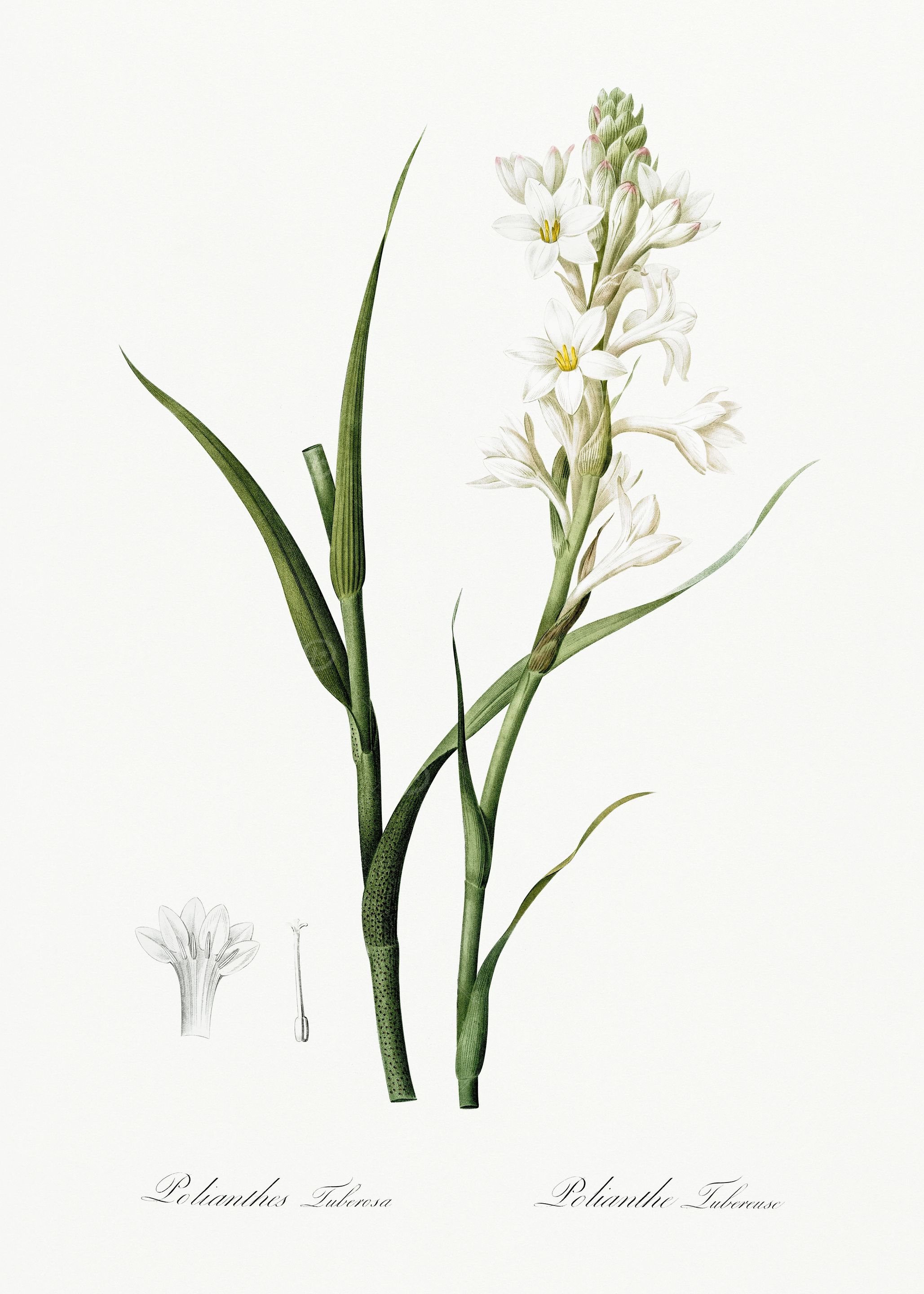 Les Liliacees 1805 HQ Orig