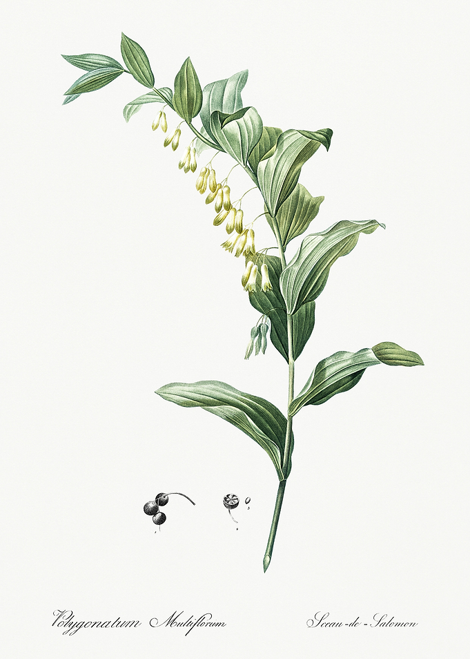 Les Liliacees 1805 HQ Orig
