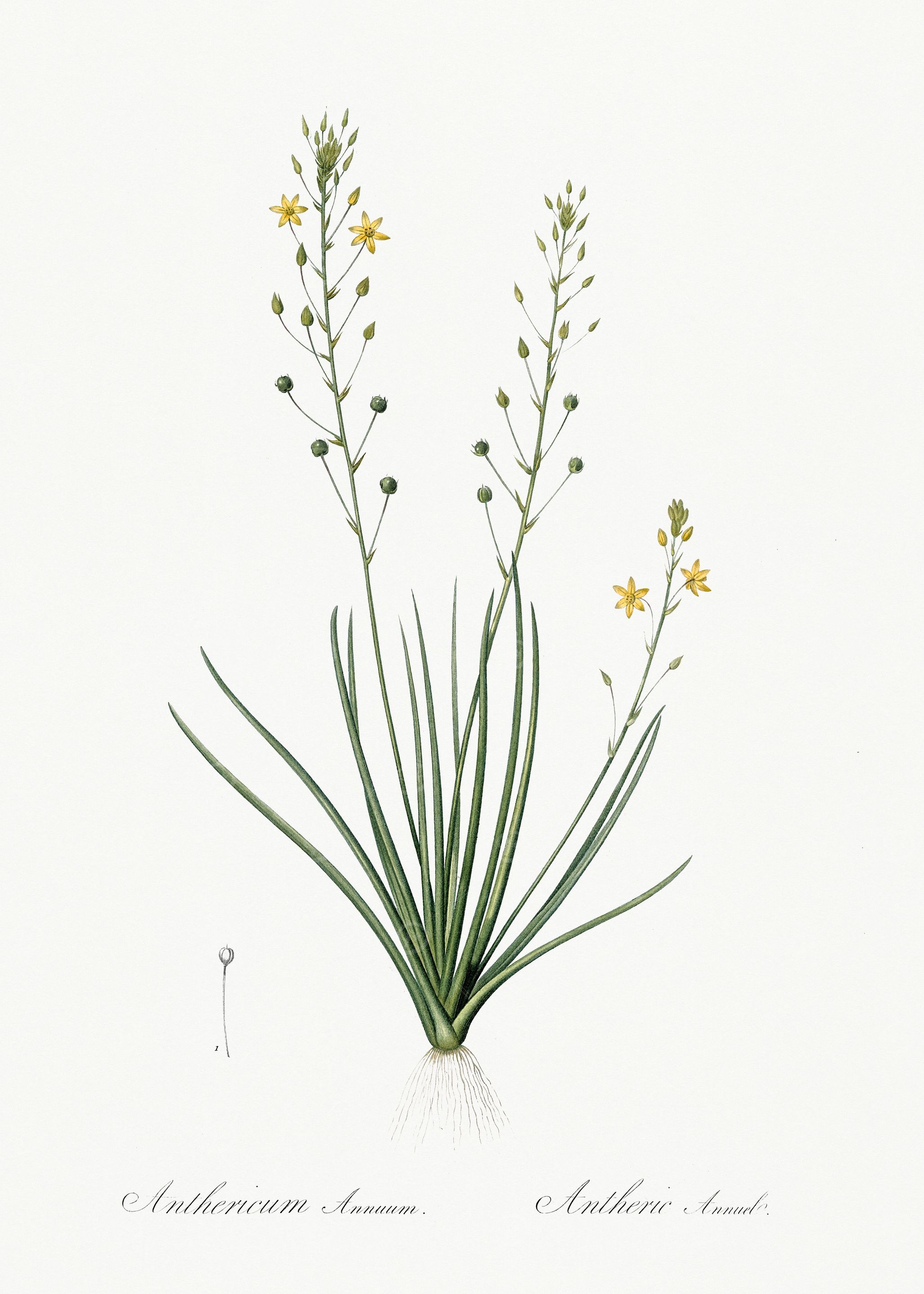 Les Liliacees 1805 HQ Orig