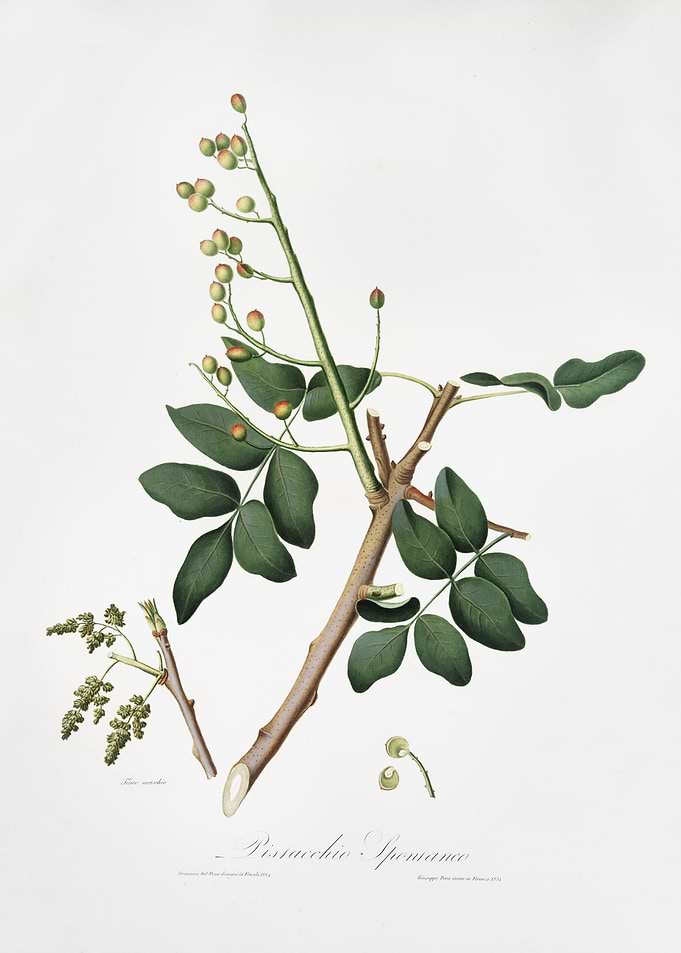 Pistachio Pistacia Vera Fr