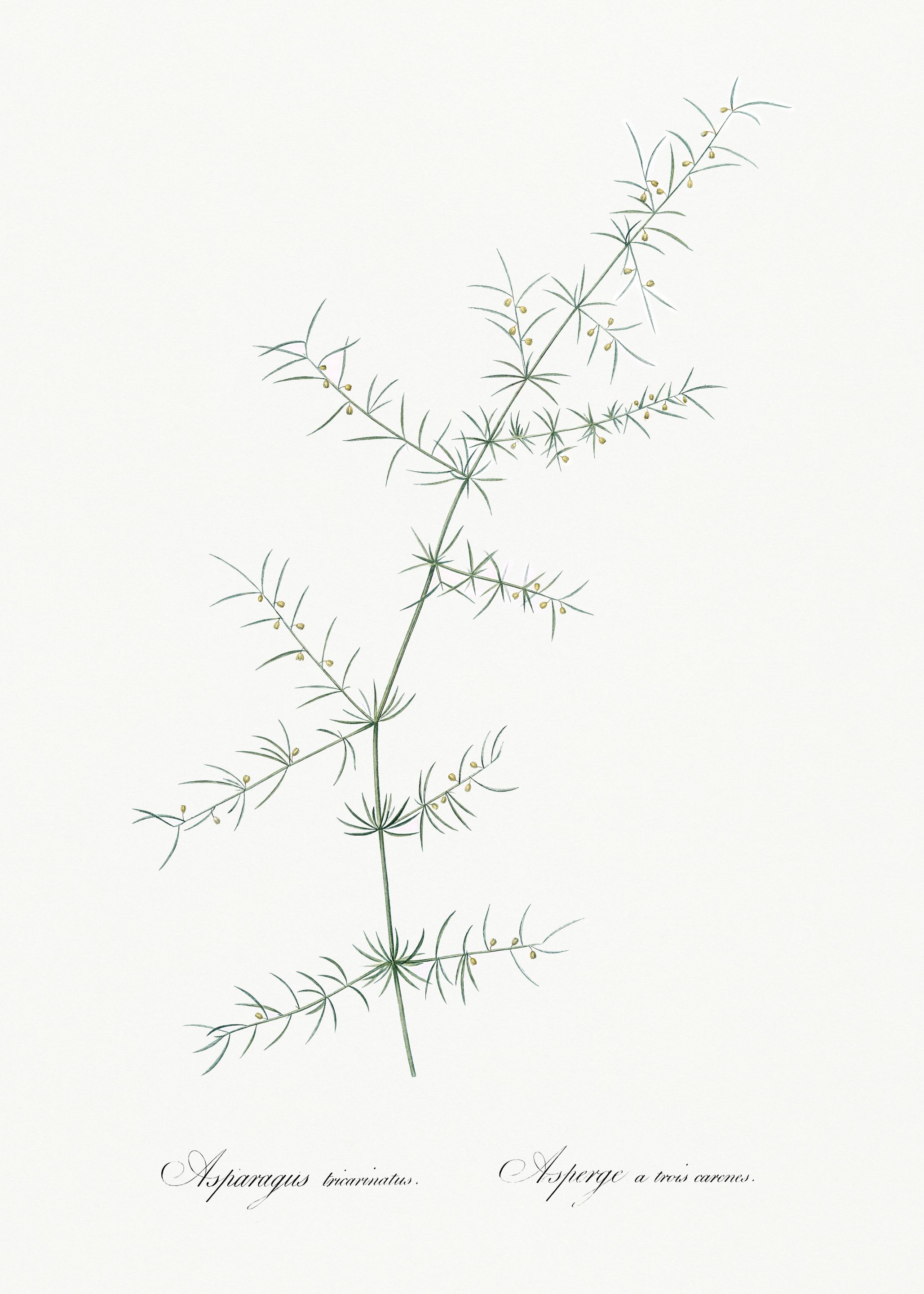 Les Liliacees 1805 HQ Orig