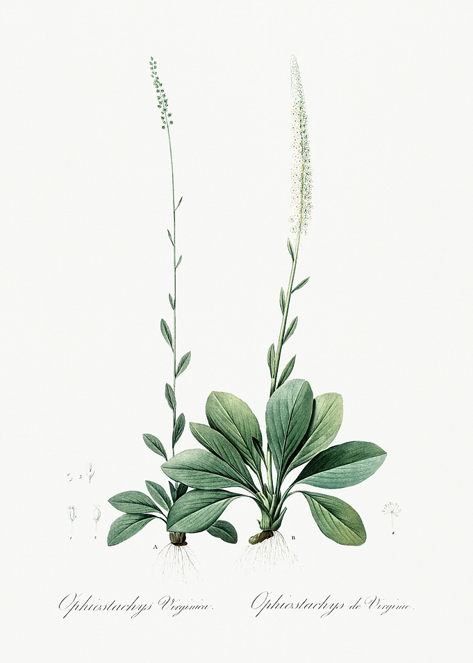 Les Liliacees 1805 HQ Orig