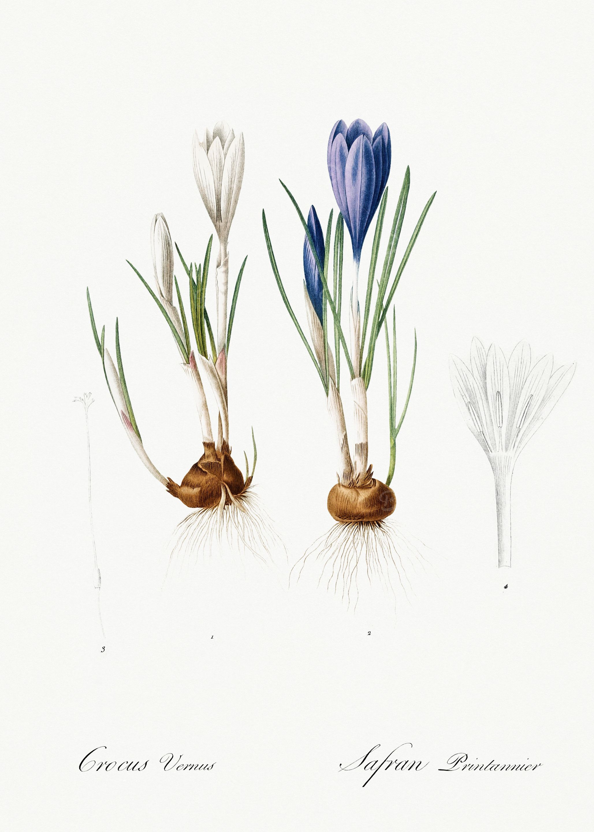 Les Liliacees 1805 HQ Orig