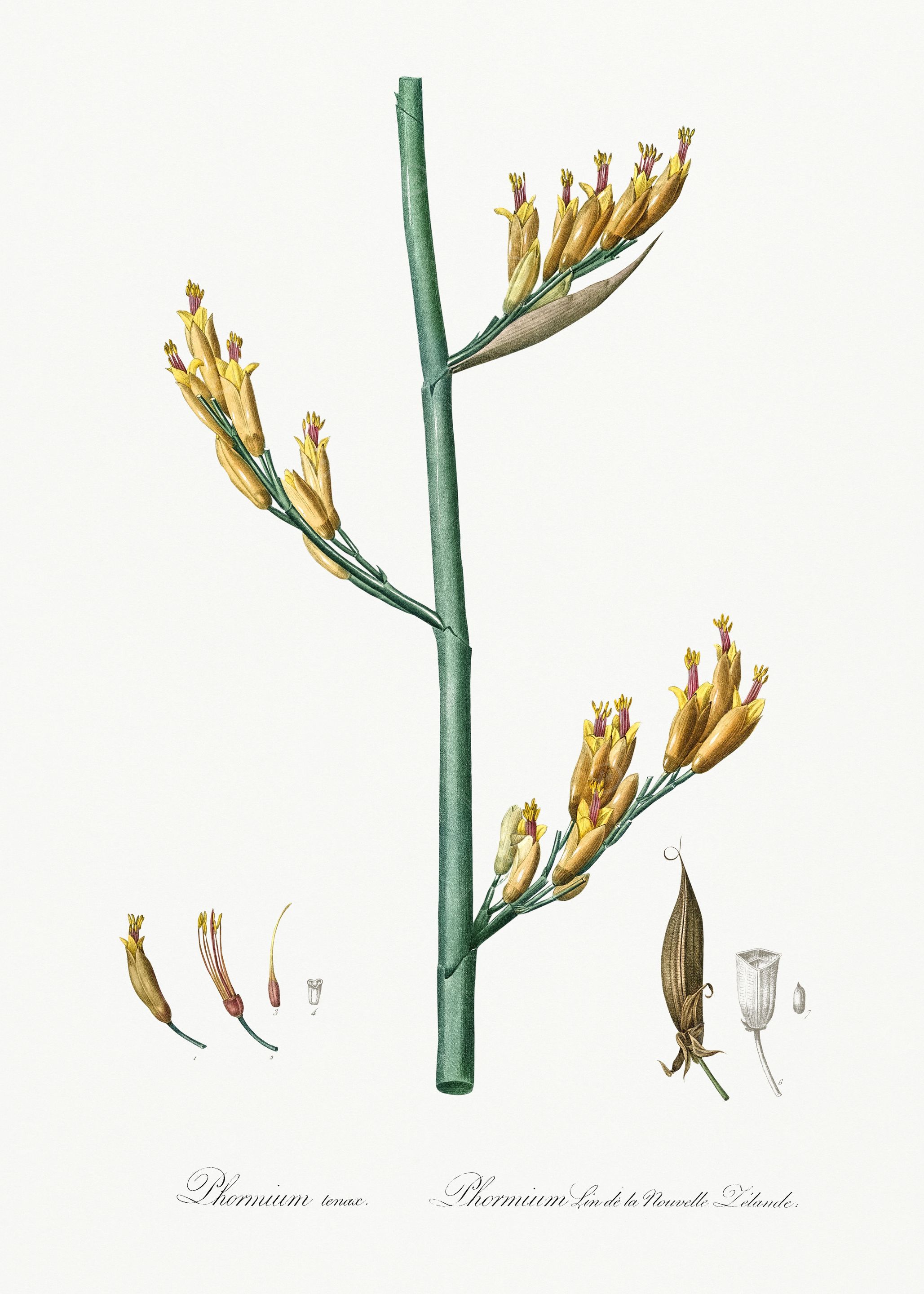 Les Liliacees 1805 HQ Orig