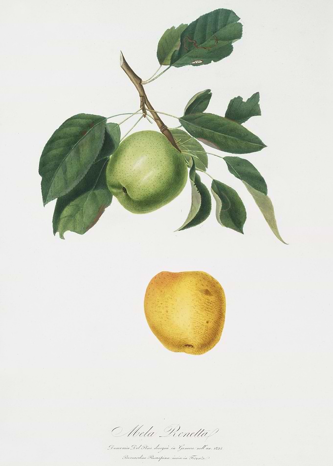 Apple Malus Pumila From Po