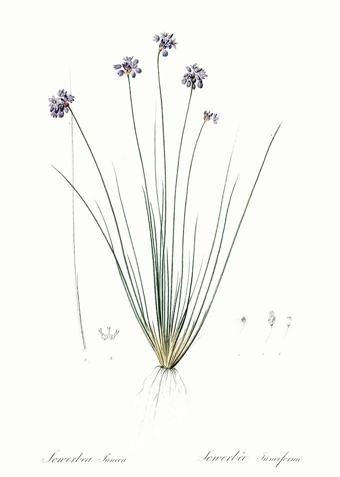 Les Liliacees 1805 HQ Orig