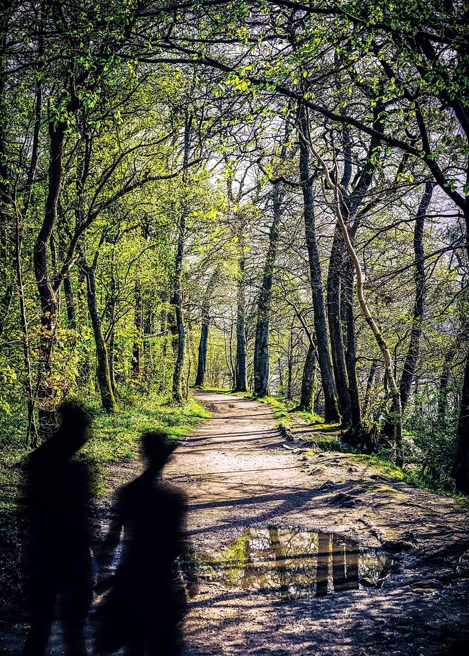 A walk in the woods