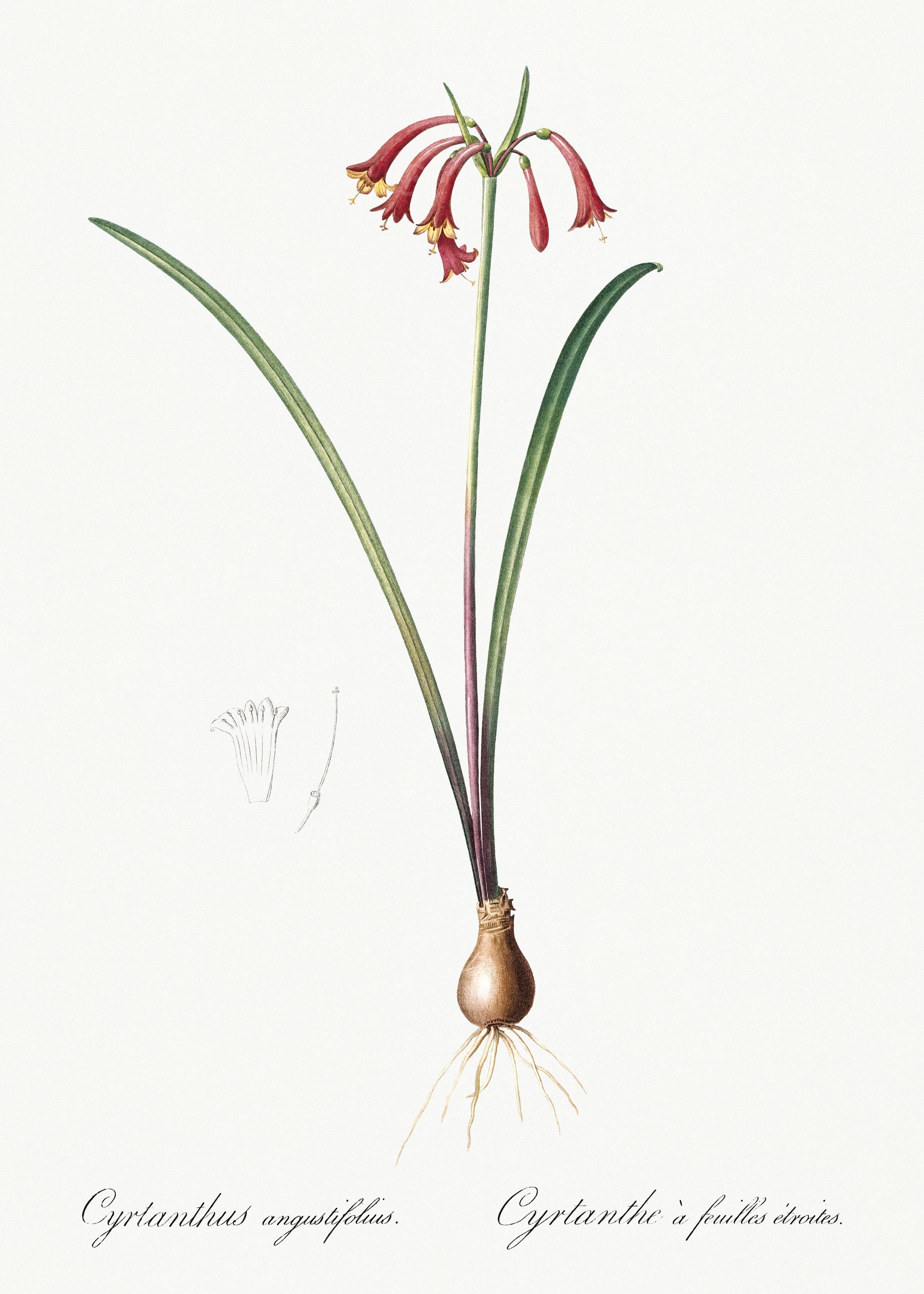Les Liliacees 1805 HQ Orig