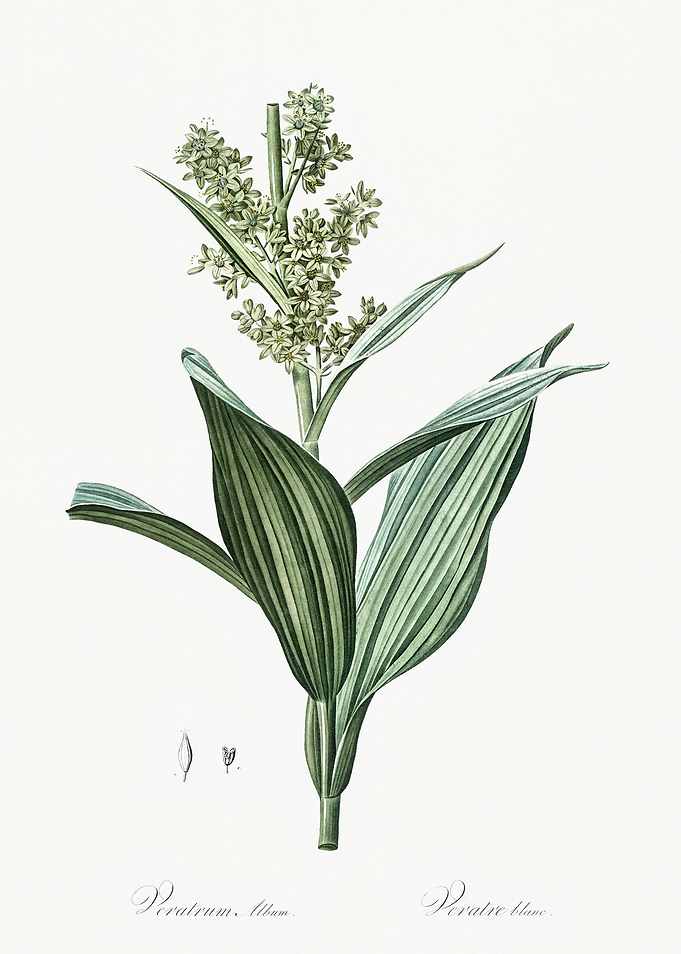Les Liliacees 1805 HQ Orig