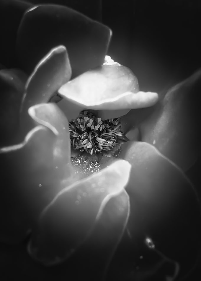 blooming rose with pollen