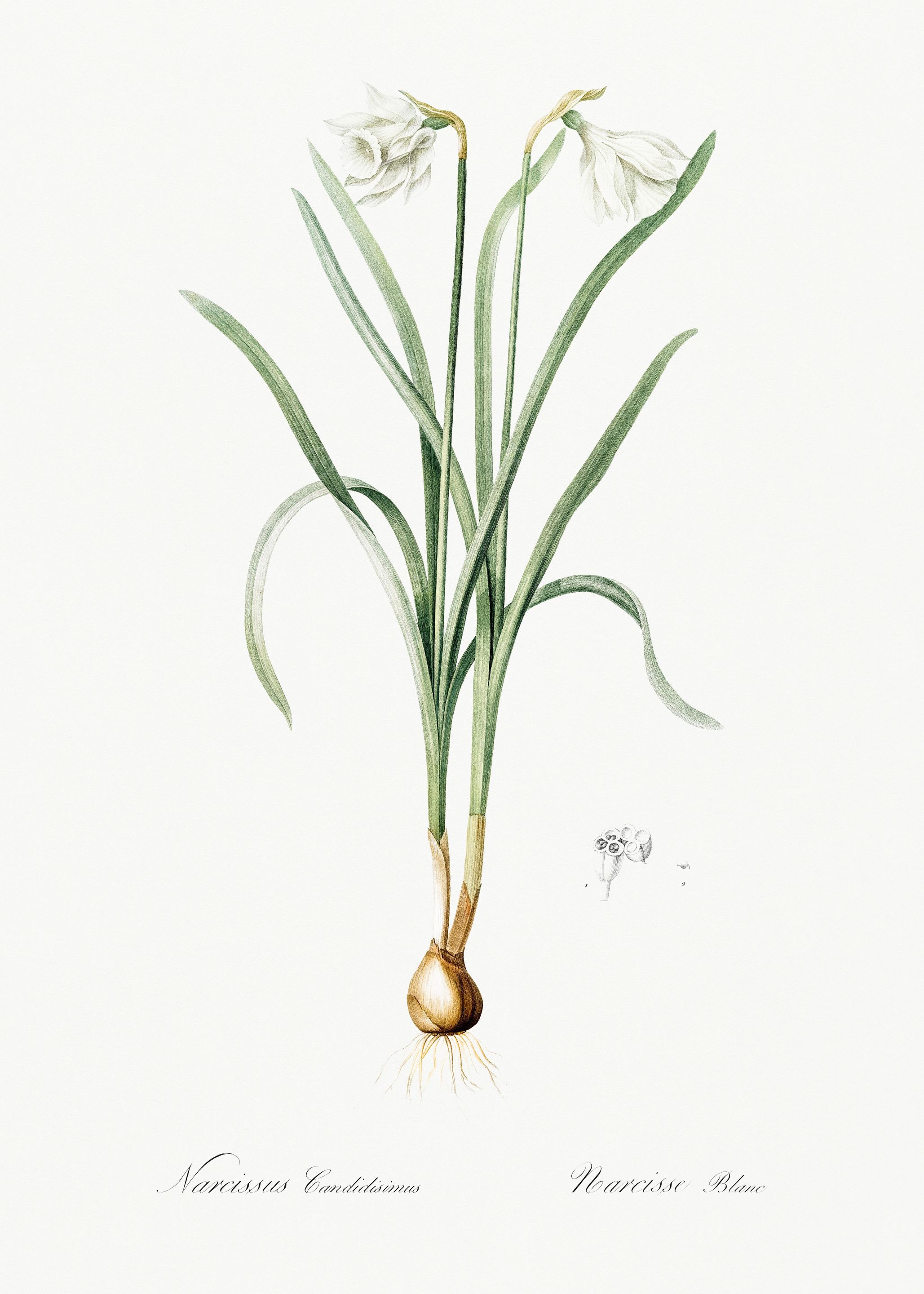 Les Liliacees 1805 HQ Orig