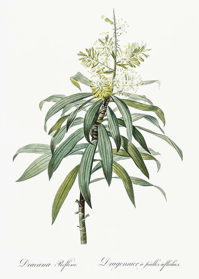 Les Liliacees 1805 HQ Orig
