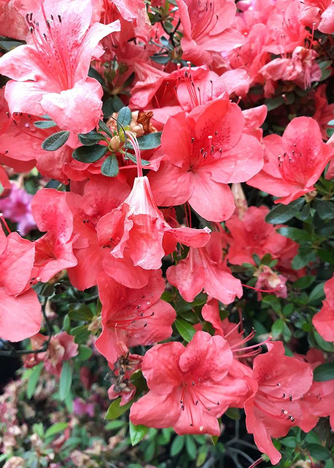 Azalea tree