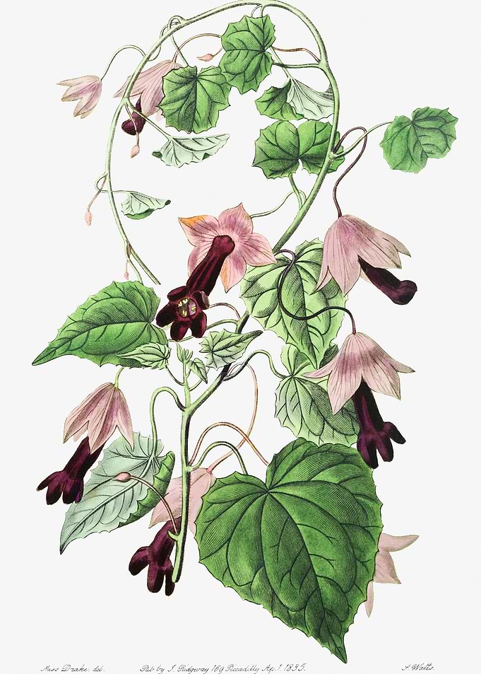 Purple Bell Vine Poster