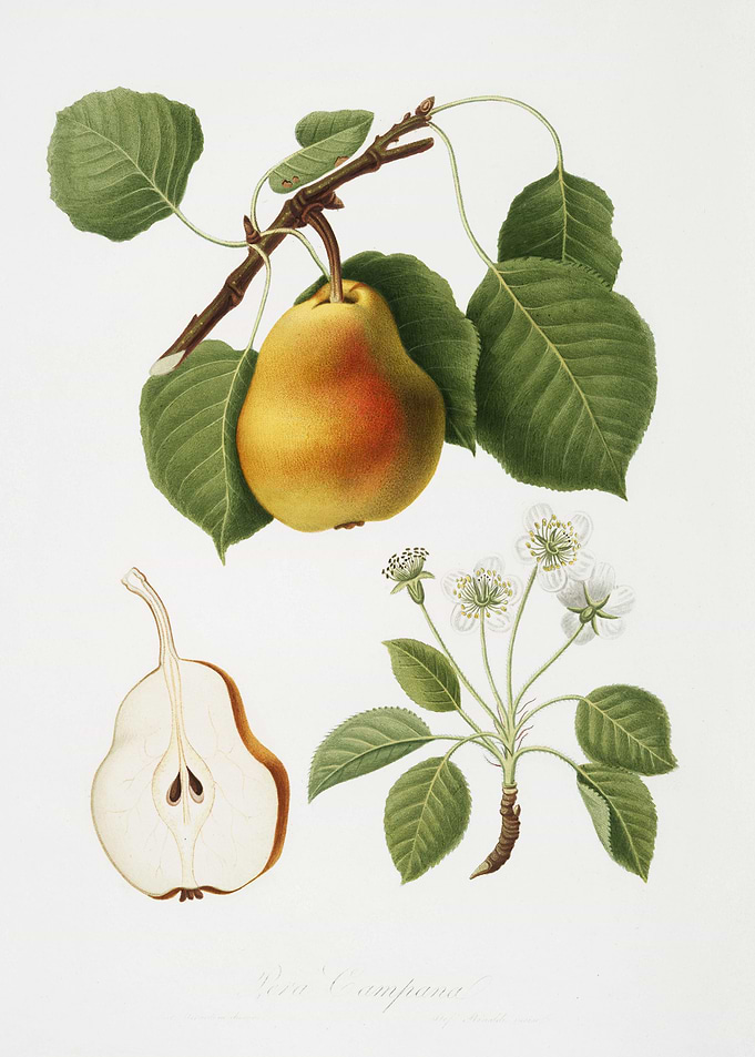 Pear Pyrus Pompeiana From