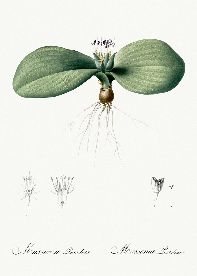 Les Liliacees 1805 HQ Orig