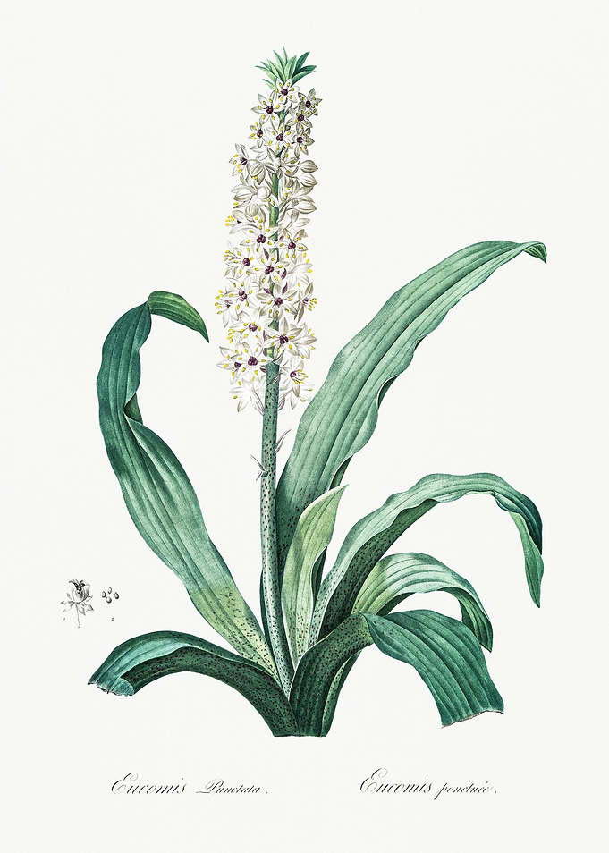 Les Liliacees 1805 HQ Orig