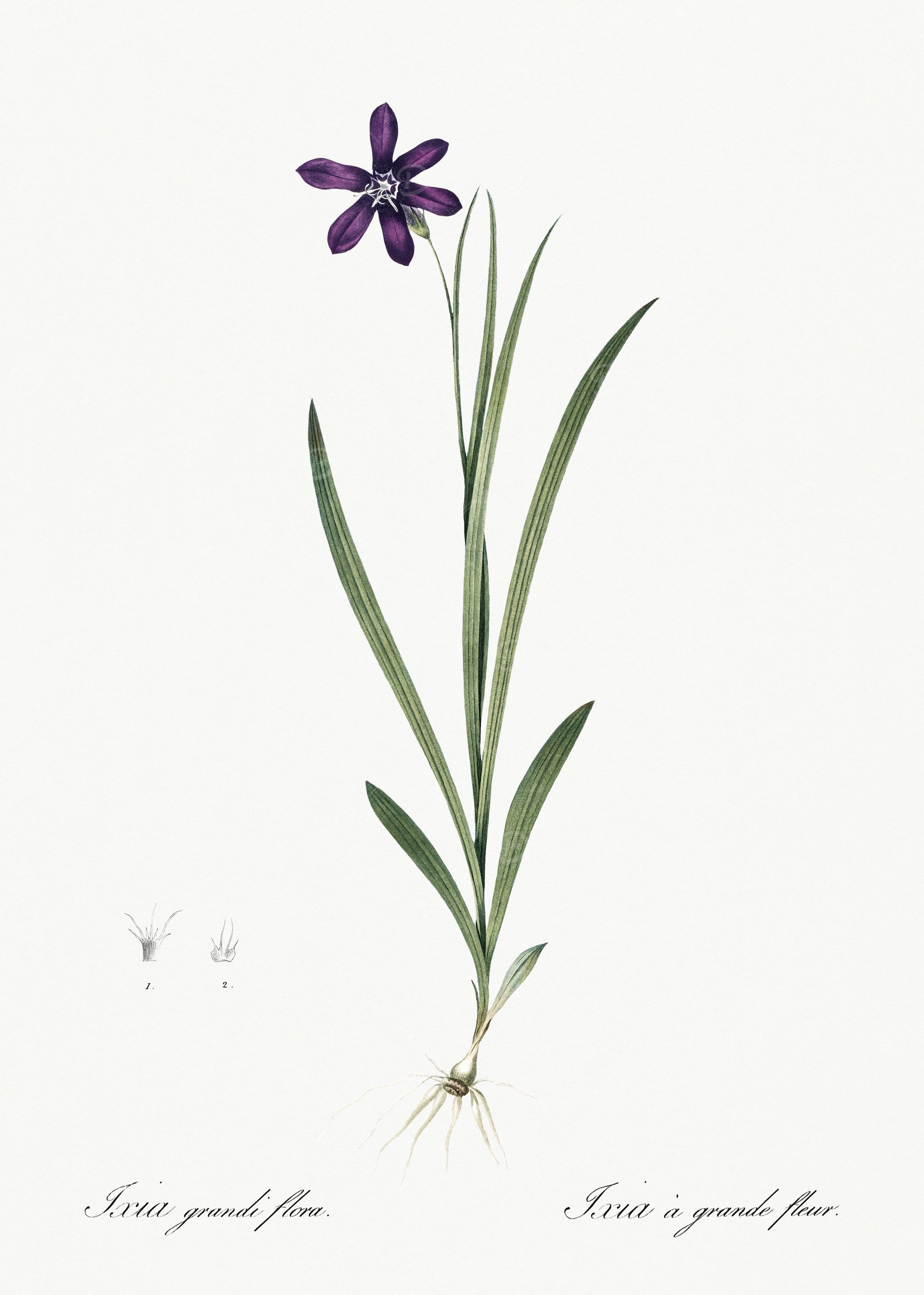 Les Liliacees 1805 HQ Orig