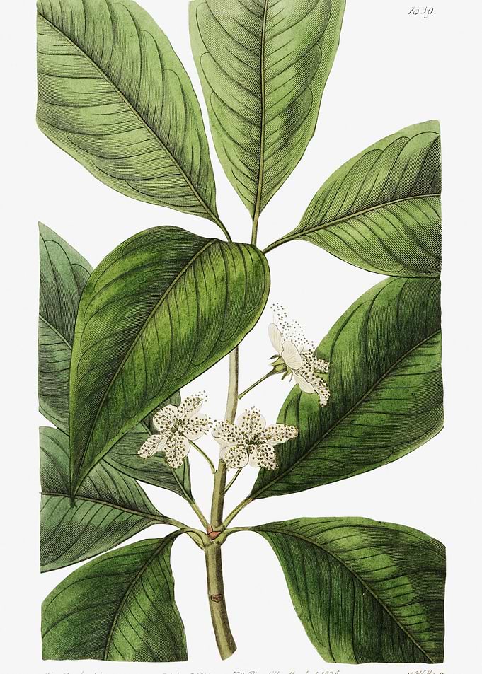 Water Gum Flower Poster