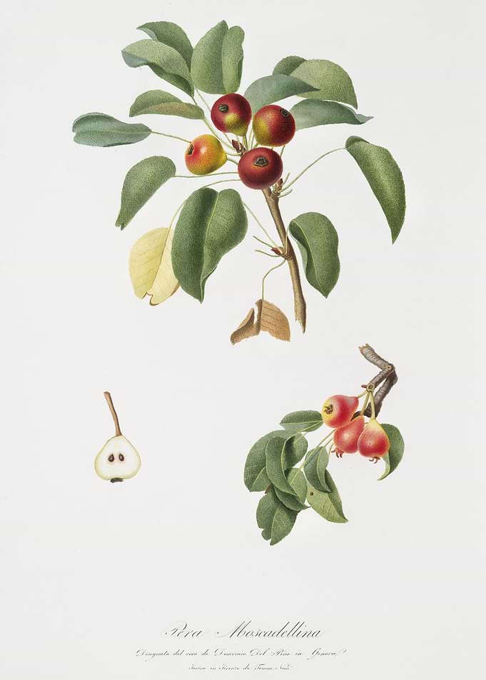 Musky Pear Pyrus Sativa Fr