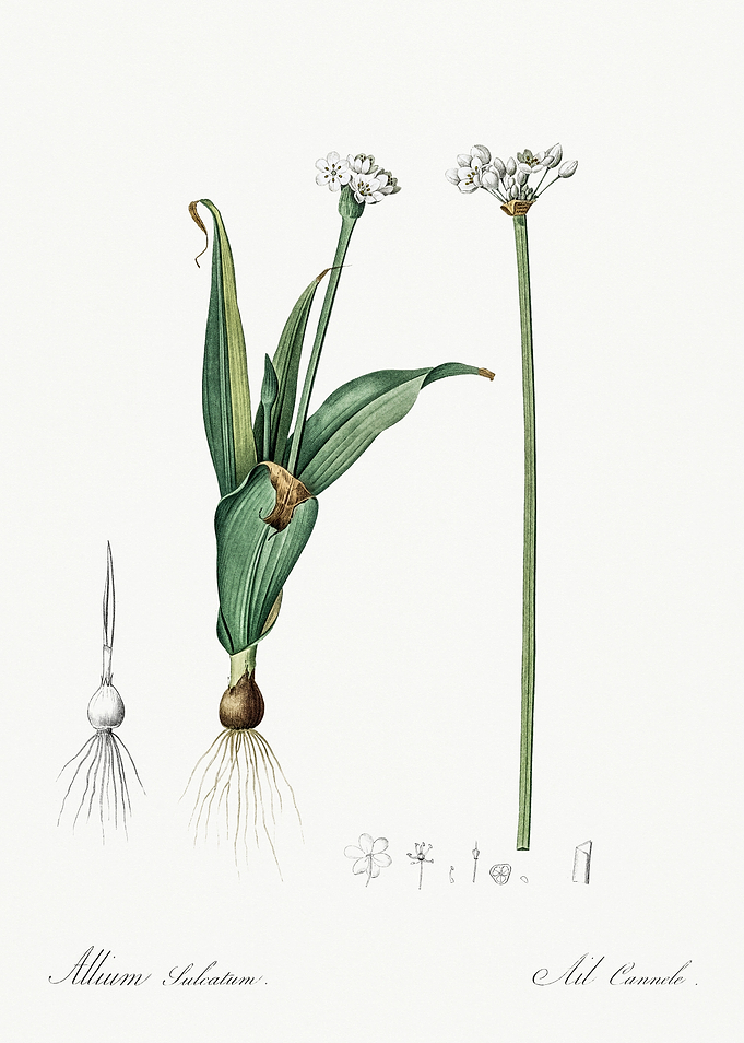 Les Liliacees 1805 HQ Orig