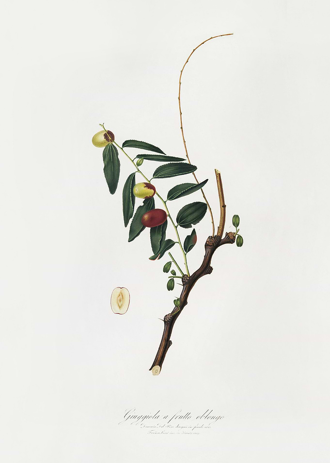 Jujube Ziziphus Vulgaris F