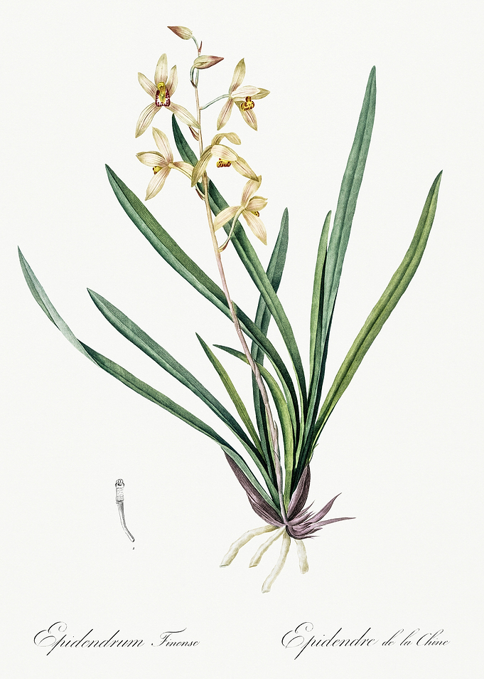 Les Liliacees 1805 HQ Orig