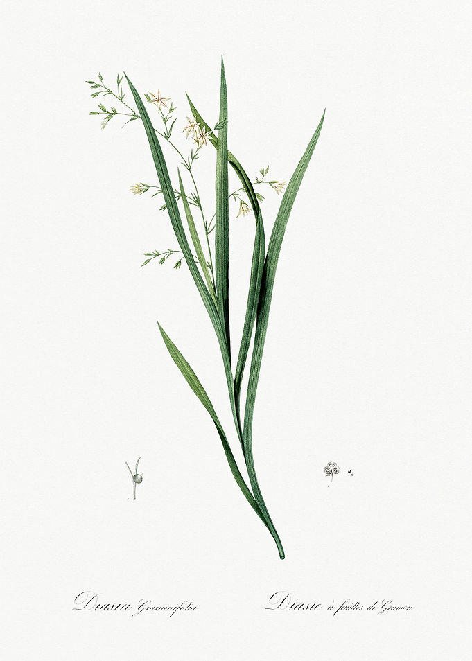 Les Liliacees 1805 HQ Orig