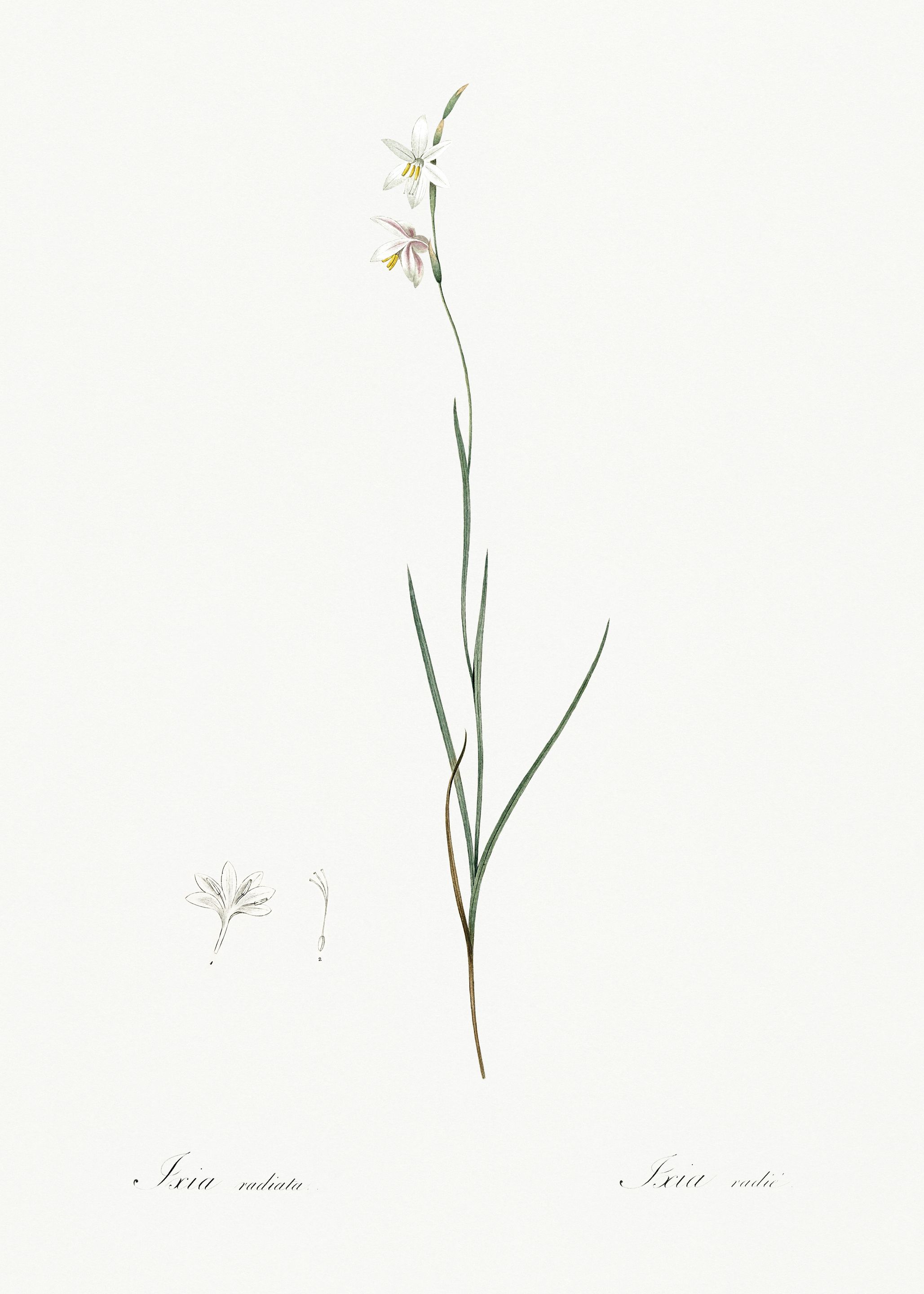 Les Liliacees 1805 HQ Orig