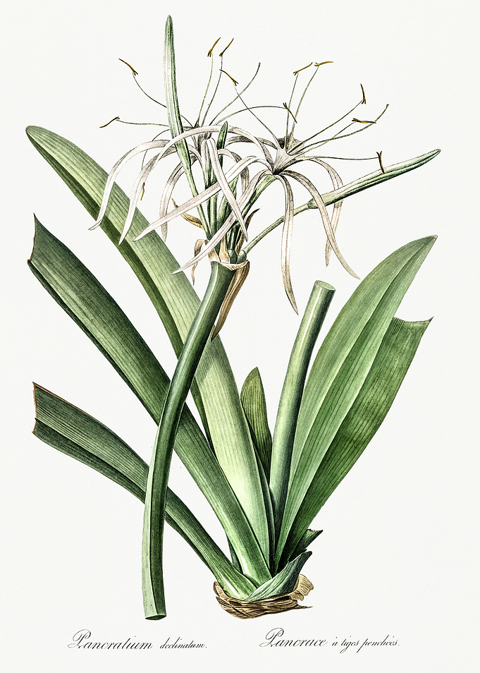 Les Liliacees 1805 HQ Orig
