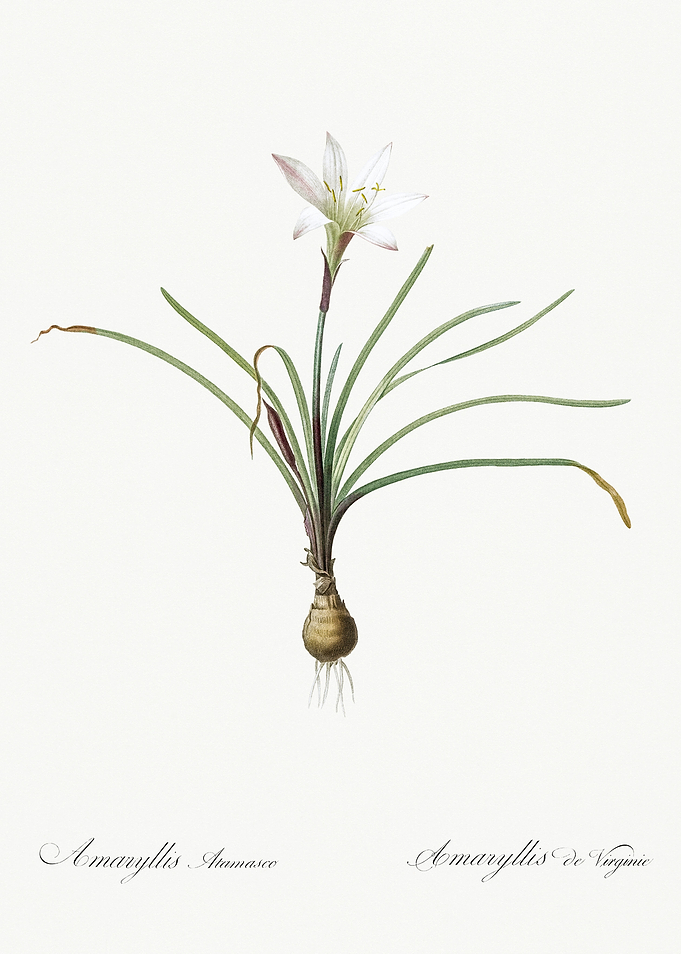 Les Liliacees 1805 HQ Orig