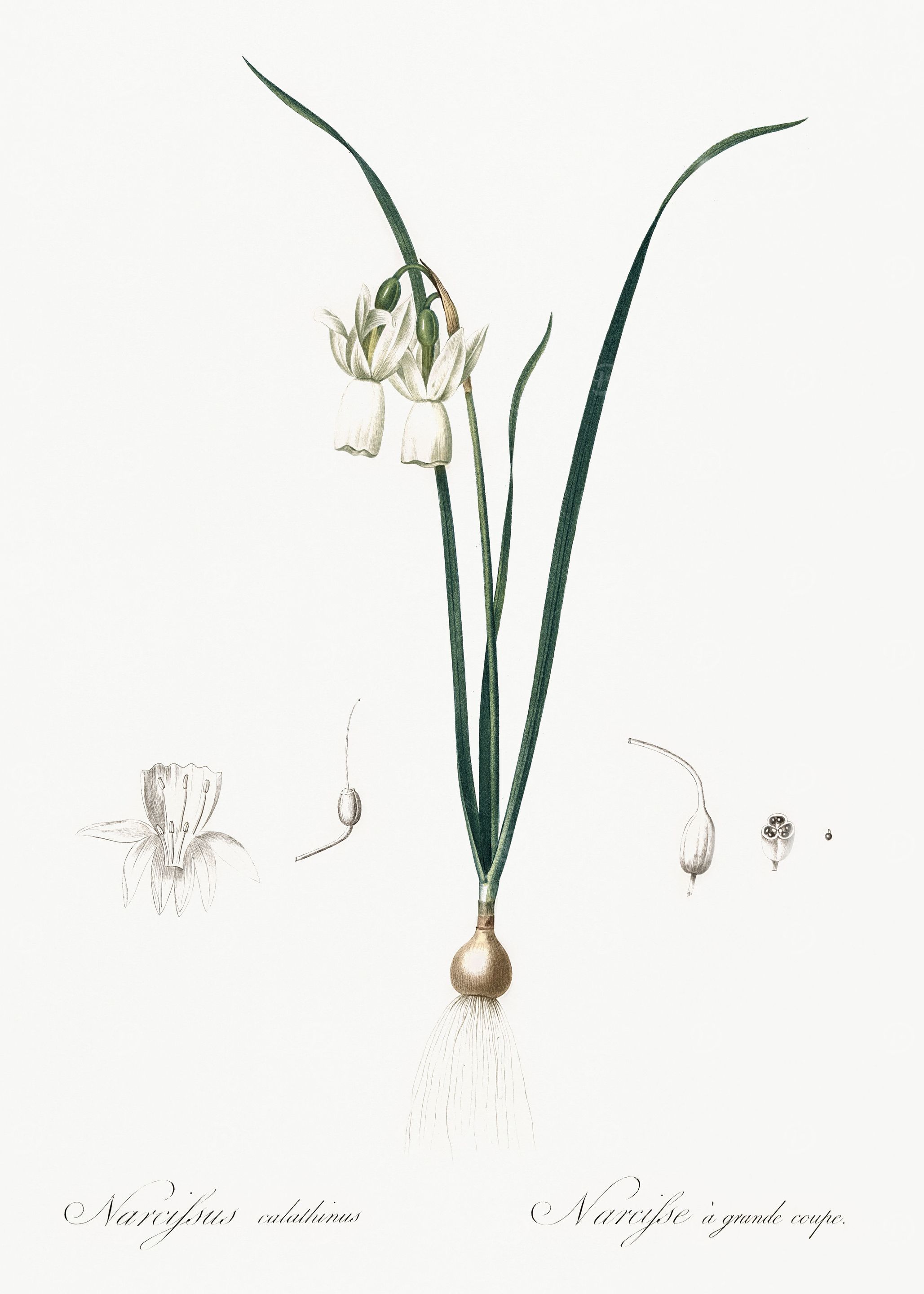 Les Liliacees 1805 HQ Orig