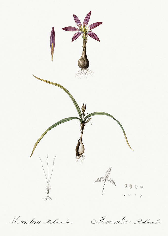 Les Liliacees 1805 HQ Orig