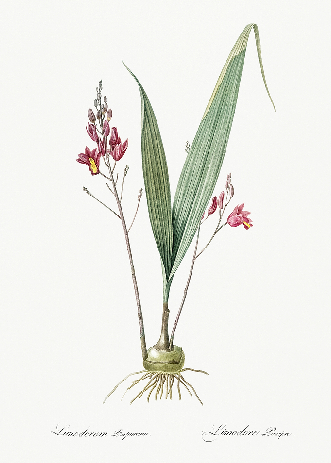 Les Liliacees 1805 HQ Orig
