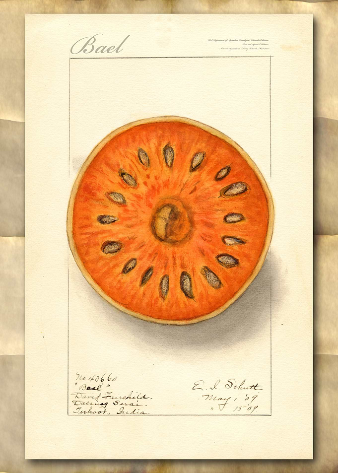 Bael vintage watercolor